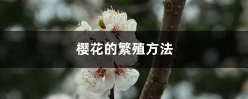 樱花的繁殖方法