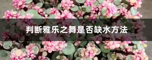 判断雅乐之舞是否缺水方法