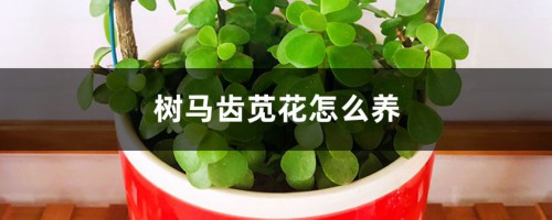 树马齿苋花怎么养