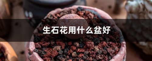 生石花用什么盆好