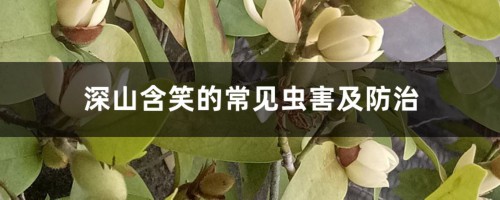 深山含笑的常见虫害及防治