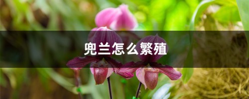 兜兰怎么繁殖