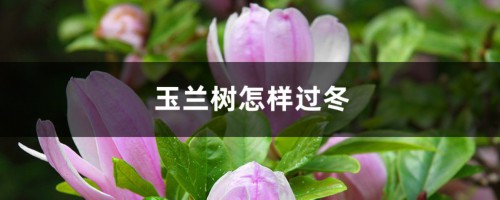 玉兰树怎样过冬